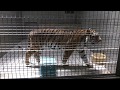 アムールトラ の『テン』 (浜松市動物園) 2018年7月1日