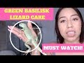 Watch before buying a Green/Brown Basilisk Lizard!! Cage, Supplies and MORE...