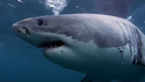 10 Sightings of the Megalodon that prove its still extinct