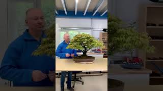 Huge Japanese Maple TLC Session 🍁✨ | Lloyd at Work