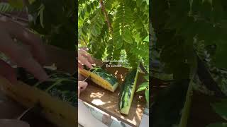 Do you want some? #summertime #summer #sweetwatermelon #watermelon #relaxingmusic #nature #relaxing Do you want some? #summertime #summer #sweetwatermelon #watermelon #relaxingmusic #nature #relaxing