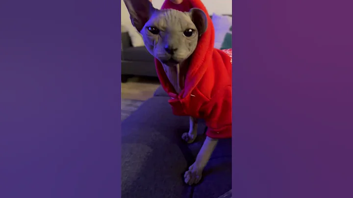 Watch the video about Sphinx Cat Hairless Breed in Hoodie #sphynx #cat #cute #animals #pets #trending