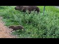 #capivara  #riopiracicaba Rio pira #animais  #capivaras capivara