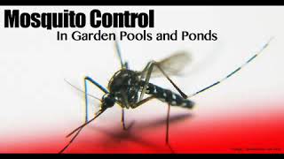 Fast Mosquito Control Services Edinburg Mission McAllen TX| Handyman Services of McAllen