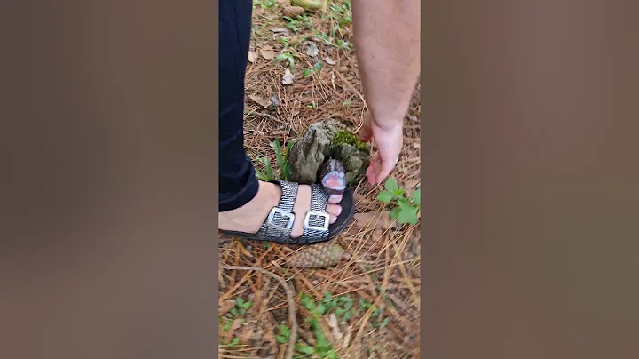 #intrattenimento #incianto #encinamentos #funny #garden