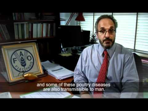 Avian Influenza Sampling Procedures And Laboratory Testing