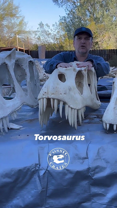 Unleashing The Giants Of Morrison: Saurophaganax vs Torvosaurus vs Allosaurus Skull Comparison