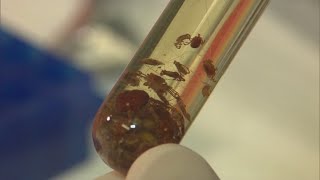 Tick season off to strong start nationwide, experts urge precautions