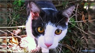 Four Gang Members In Forest