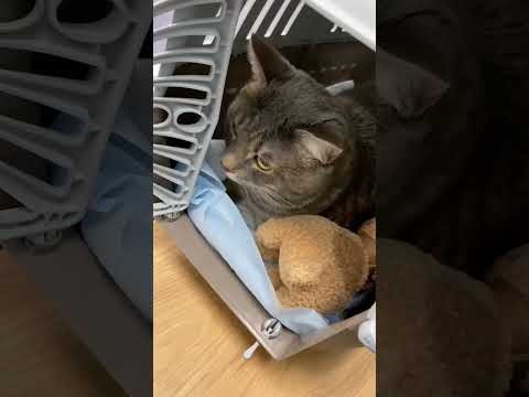 Как подготовить кота к поездке к ветеринару 🙀 #shorts #кот #котики #кошки #кошка