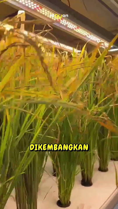 Growing Rice Indoors #shorts