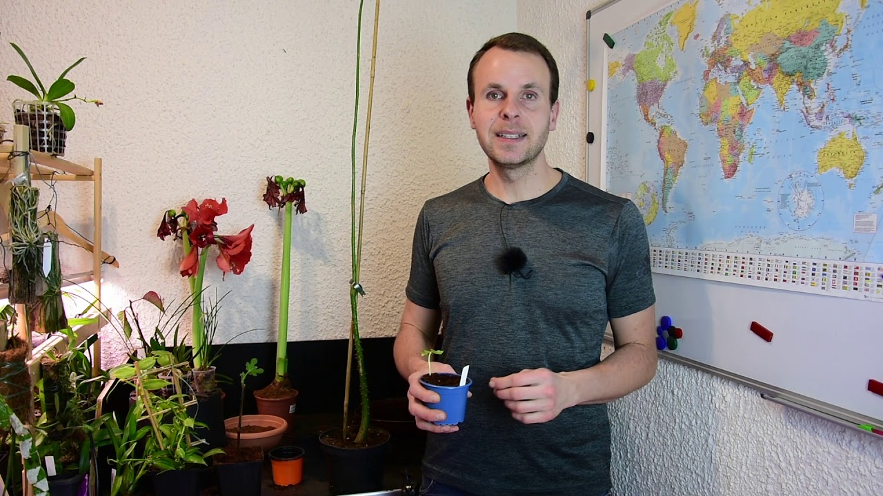 Florettseidenbaum aus Samen ziehen: Ceiba speciosa richtig pflegen