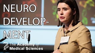 Maternal Antibodies And Neurodevelopmental Disorders Dr Ester Coutinho