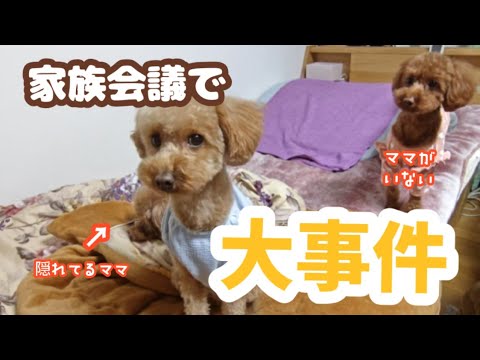 ママはどこ？❤#トイプードル #ミックス犬 - YouTube