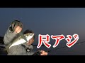 尺アジ!新色で入れ食いアジング!