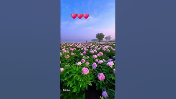Thumbnail of Jis din tumko dekhegi nazar ♥️#video #song #nature #video #khubsurat nazare#