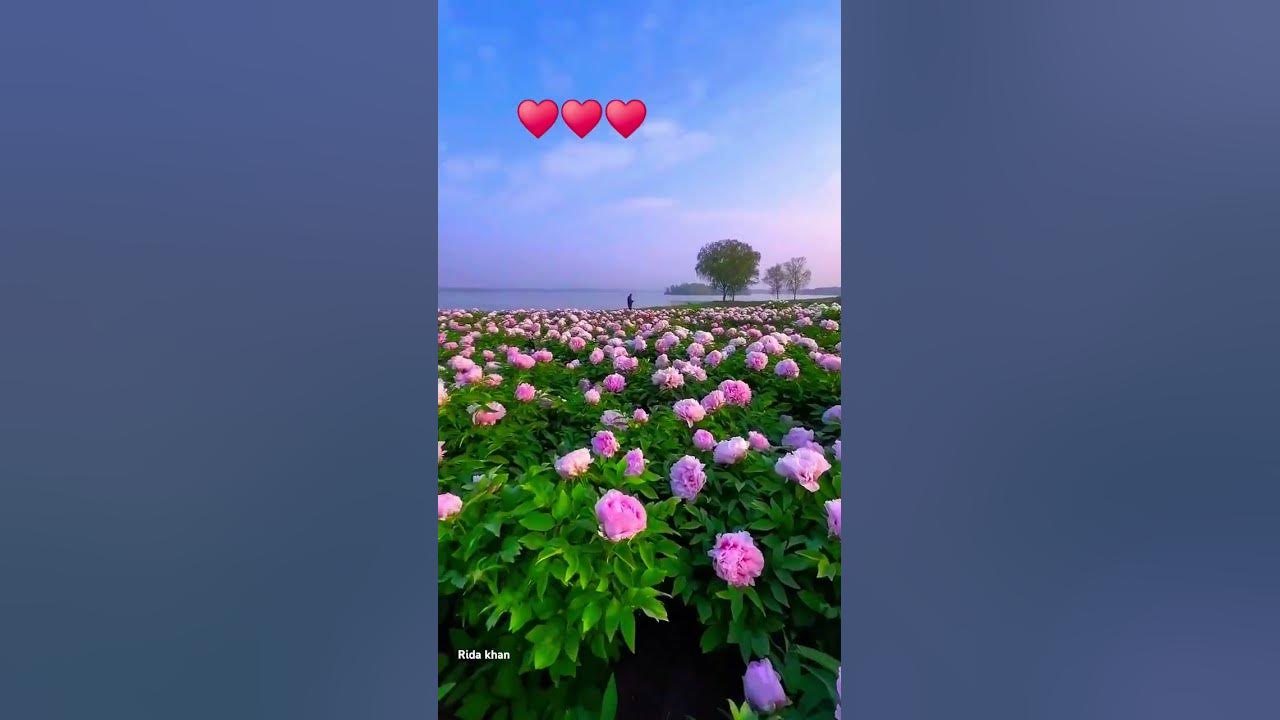 Jis din tumko dekhegi nazar ♥️#video #song #nature #video #khubsurat nazare#
