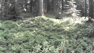 Schweissfährte Mit Kopov Cidara