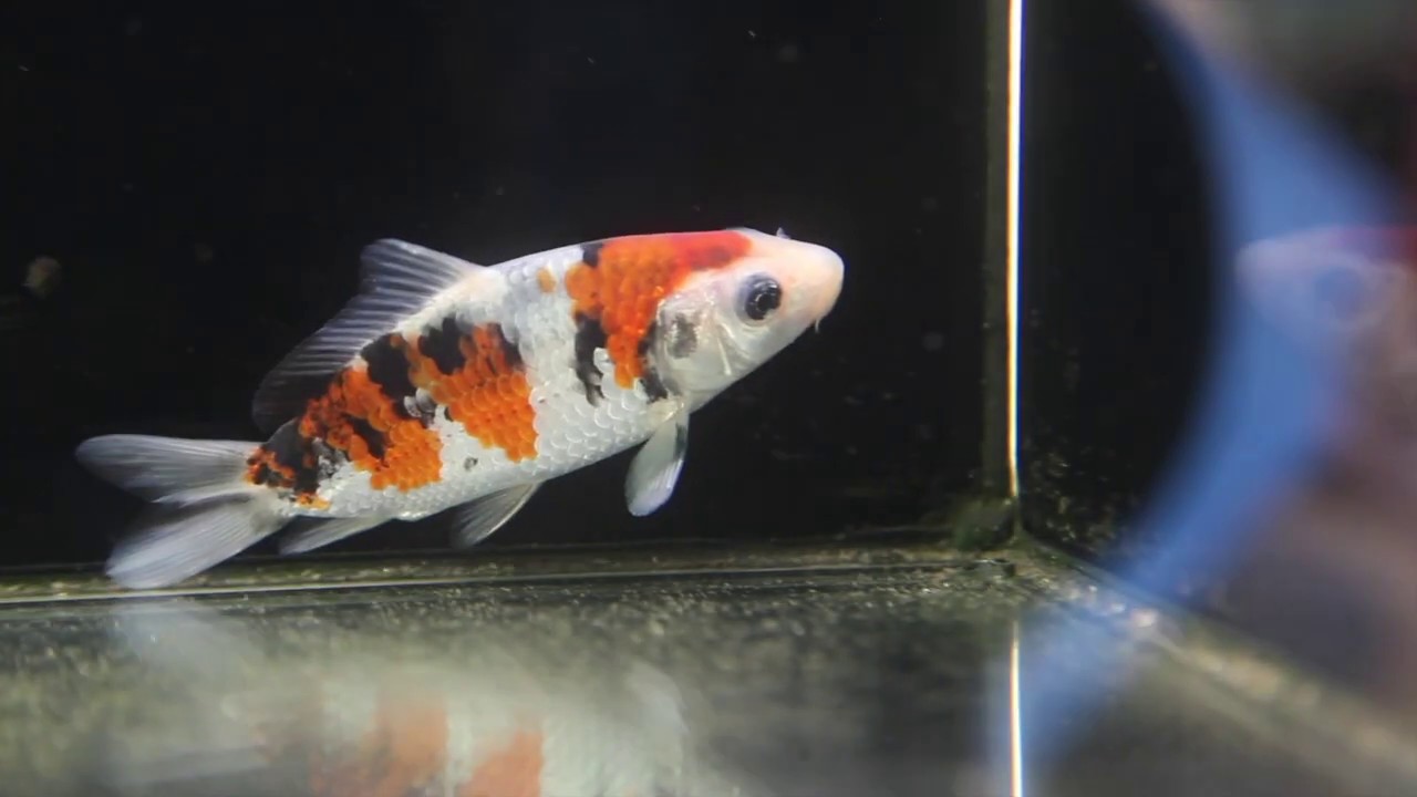 SHORT BODY 大正三色 9.5cm | 錦鯉大地KOITAICHI