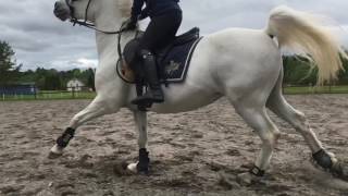 Mirelle & Isa Träning Dressyr Hoppning Tolita Ridklubb