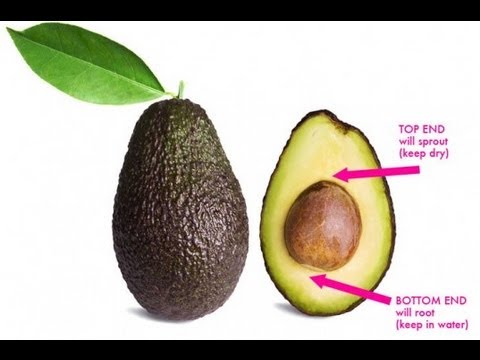 Avocado züchten