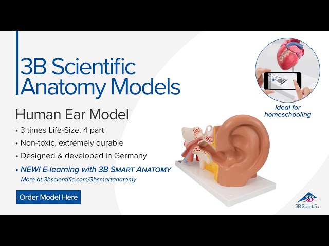 Human Ear Model, 3 times Life-Size, 4 part - 3B Smart Anatomy