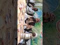 قاری محمد جاوید چشتی صاحب part 2. 🌹⚔️🇵🇸🇵🇸🇵🇸🇵🇸🌹⚔️ Labbaik 💘ya 💘❤️Rasool❤️ Allah ⚔️🌹🇵🇸🇵🇸🇵🇸⚔️🌹