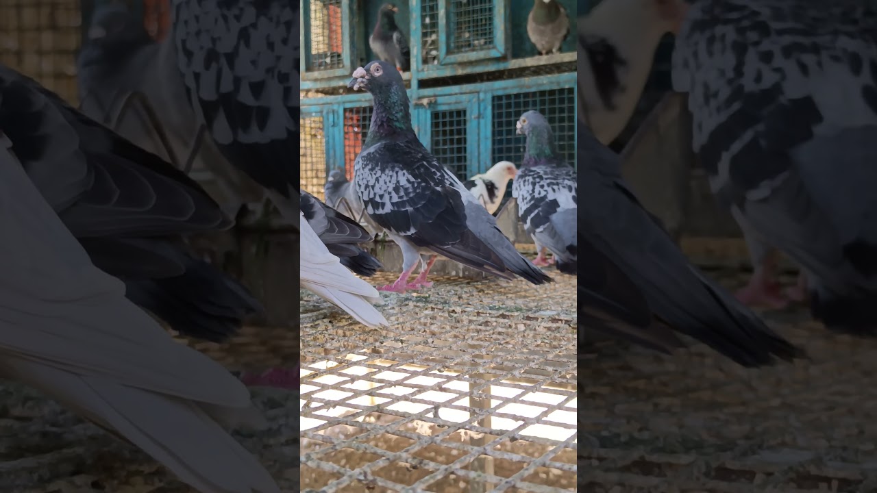 racing pigeon breeding pair