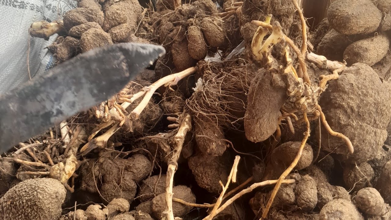 How To Correctly Plant Yam For Good Harvest In Africa YouTube