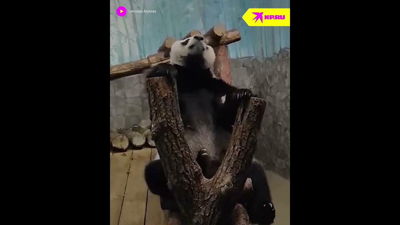 Медитация панды