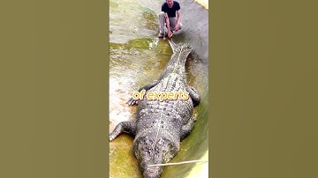 the world biggest crocodile Lolong