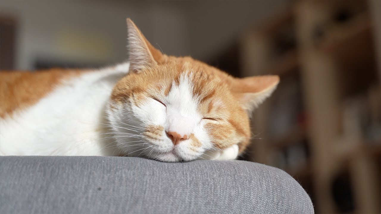 【30分】猫の音楽｜猫のいる日常BGM｜もしぬこ｜３