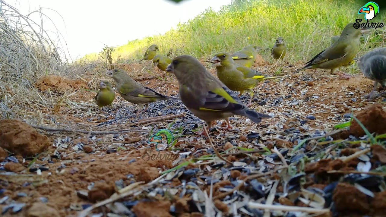 VERDERONES SALVAJES COMIENDO EN LIBERTAD. (CÁMARA OCULTA) Aviachy - Salvaje.