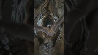 🦇📹 Tiny Camera on a Greater Horseshoe Bat! | Secret Underground Cave World Revealed 😱🕳️ #shortsfeed