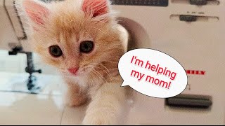 Cute funny kitten | Mom's assistant | Elvis is working 😻💪