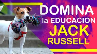 DOMINA la EDUCACIÓN de tu JACK RUSSELL con estos consejos infalibles.