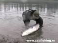 Siberian Salmon (Hugo taymen). About 50 kg,