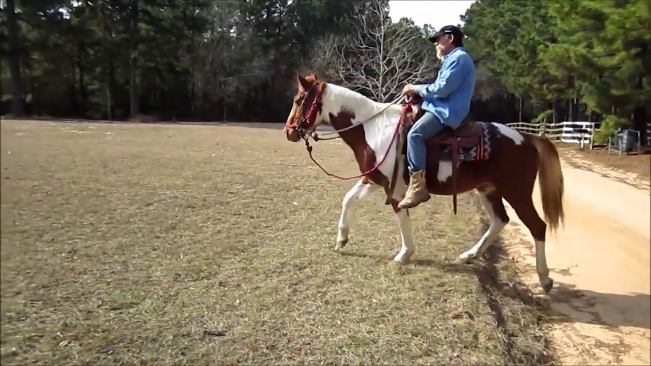 Sold *Gentle Paint Riding Horse For Sale, Dakota Sky - YouTube