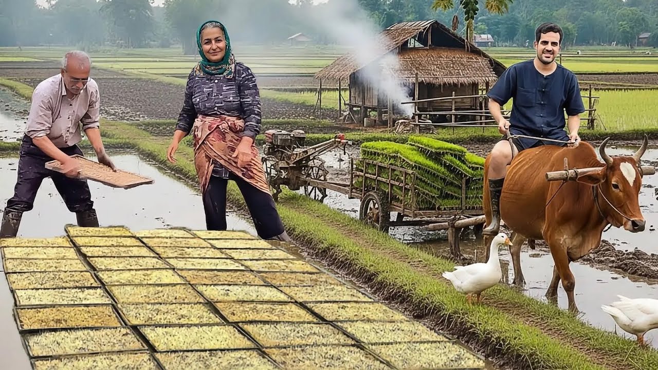 How to grow rice in farm | paddy field during iran war 