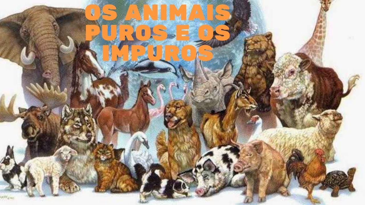 Levítico 11 Os animais puros e os impuros. YouTube Levítico 11 Os animais puros e os impuros. YouTube