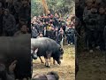 bullvsbull part 2