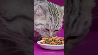 Whiskas Chicken Dry Food, For Adult Cats 1 Plus Years