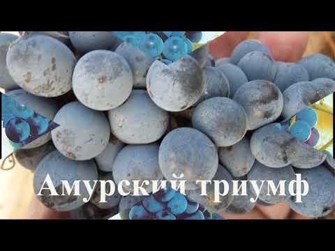Морозостойкие сорта винограда