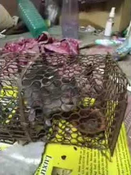 Rat Showing Teeth Caught😬😁