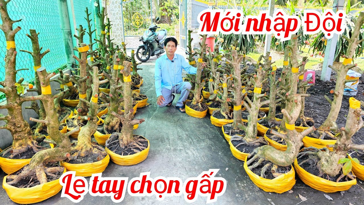 Nhựt Minh 📲 0946075758 về lô mai mới phôi mai vàng giảo Thủ Đức giá rẻ 1/3 Chợ Gạo (@MaivàngQuêdừa)