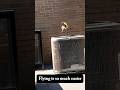 Funniest videos ever: Laughter guaranteed with 2025 clips#shorts