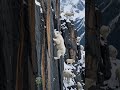 Giant Eagle Attacks Baby Mountain Goat on Impossible Cliff 🦅🐐 | Animals of Our Earth #wildlife