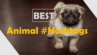 90 Best Hashtags on Animals, Cats, Dogs