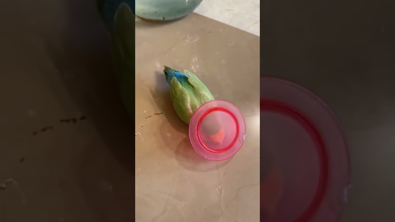 Parrot Helps Owner 
