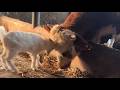 Fearless Baby Goat Bravely Faces Off with a Cow